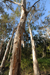 Weeping  Paperbark trees, in the wetlands of Horseshoe Bay Lagoon Conservation Park, Magnetic Island, Queensland, Australia