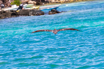 pelican over ocean