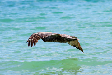 pelican in flight