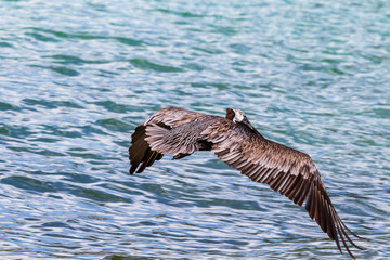 pelican in flight