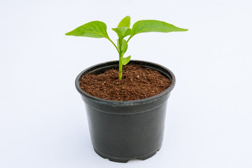 Bell Pepper seedlings in a plastic pot on a white background