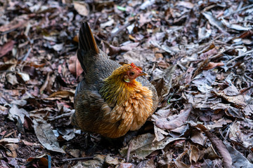 brown chicken (hen)  with  brown leaves background (autumn)  