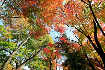 아름다운 가을 단풍