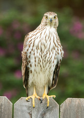 Cooper's Hawk