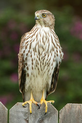 Cooper's Hawk