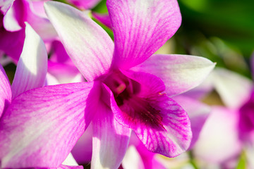 Fototapeta na wymiar Close-up of nature flower as background, nature sun light.