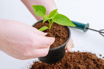 Planting pepper in plastic pots with the hands of a farmer.
