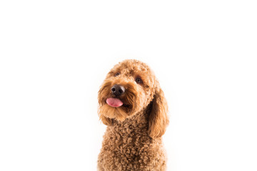 Golden Doodle Dog sticking tongue out