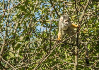 monkey on the tree