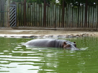 Hippopotamus amphibius, Hipopótamo Común nadando en una laguna rodeada de rocas con agua verde