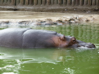 Hippopotamus amphibius, Hipopótamo Común nadando en una laguna rodeada de rocas con agua verde