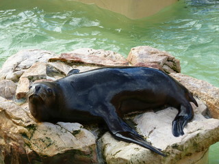 (Otaria flavescens) Lobos marinos descansando y nadando  en agua cristalina entre las rocas de un parque acuático