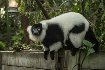 lemur vari