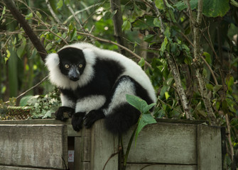 lemur vari