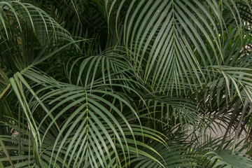 leaves of palm tree