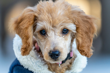 Apricot color, miniature poodle puppy portrait