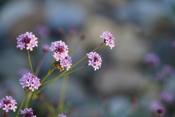 purple flowers close up