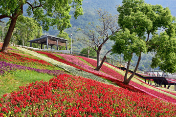 Colourful flowerbeds and tree in public park