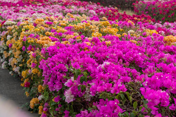 A group of beautiful bougainvillea flowers blooming in the park.