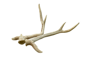 antlers of spotted deer isolated on white background  ,include clipping path