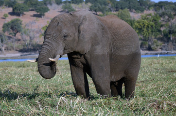 Fototapeta na wymiar An elephant grazes by the Chobe River in Botswana