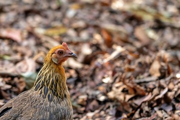 chicken (hen) . Don't talk cock