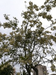 Fototapeta premium Árbol con flores blancas visto desde abajo