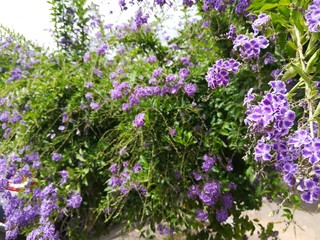 Obraz premium Ramas de plantas con flores moradas y lilas