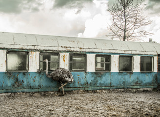 ostrich on the background of old railway cars