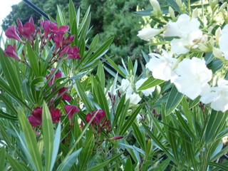 Planta con flores rojas y blancas a cada lado