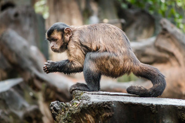 Capuchin Monkey, Tufted Capuchin, South America Primate Wild Animal 
