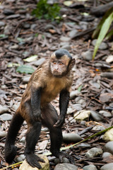 Capuchin Monkey, Tufted Capuchin, South America Primate Wild Animal 