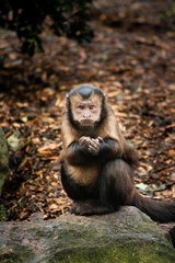 Capuchin Monkey, Tufted Capuchin, South America Primate Wild Animal 