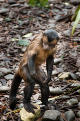 Capuchin Monkey, Tufted Capuchin, South America Primate Wild Animal 