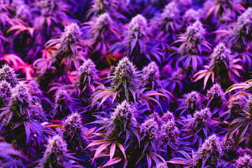 Multiple purple mature indoor medical recreational marijuana cannabis industry plants with large...