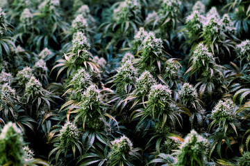 Naklejka na ściany i meble Multiple mature indoor medical recreational marijuana cannabis industry plants with large developed cola flowers