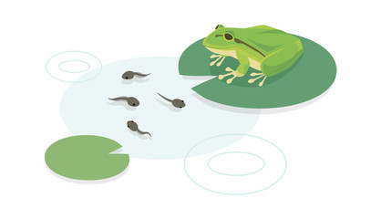 カエルとオタマジャクシ