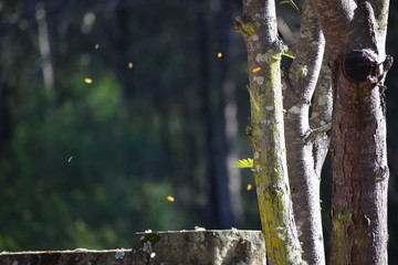 autumn leaves falling
