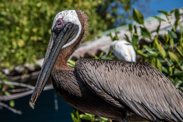 Close-up of pelican standing on pole