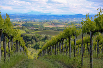 Naklejka premium Vineyard