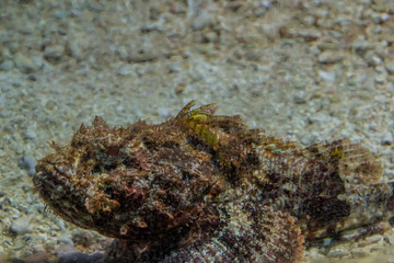 Close-up of a stone fish