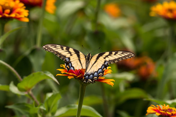 Swallowtail butterfly wedged on pretty Yellow Flame Zinnia flower