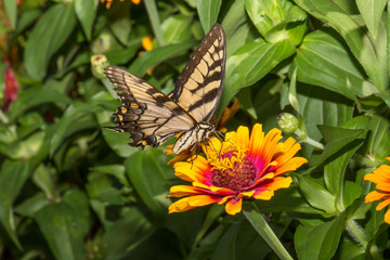 Swallowtail butterfly on stunning Yellow Flame Zinnia flower