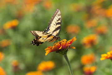 Swallowtail butterfly on stunning Yellow Flame Zinnia flower