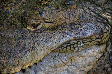 Close up of a caiman ear, crocodile ears