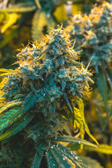 Up close view of mature indoor medical recreational marijuana cannabis industry plant with large...