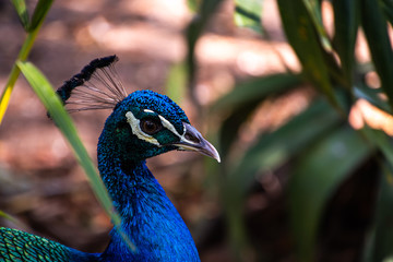 Obraz premium Indian Male Peacock in the wild