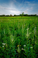 Culver's root, a prairie wildflower, blooms on a restored Midwest prairie.