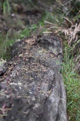 fallen tree log in bush forest