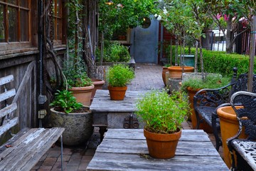 Beautiful colourful garden in Sydney NSW Australia with plants hanging down from ceiling surrounded by vibrant dangling lights